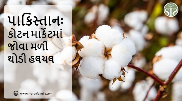 પાકિસ્તાનઃ કોટન માર્કેટમાં થોડી હલચલ જોવા મળી હતી.