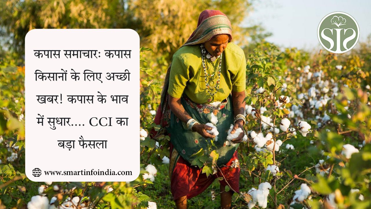 कपास समाचार: कपास किसानों के लिए अच्छी खबर! कपास के भाव में सुधार CCI का बड़ा फैसला