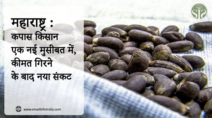 महाराष्ट्र : कपास किसान एक नई मुसीबत में, कीमत गिरने के बाद नया संकट