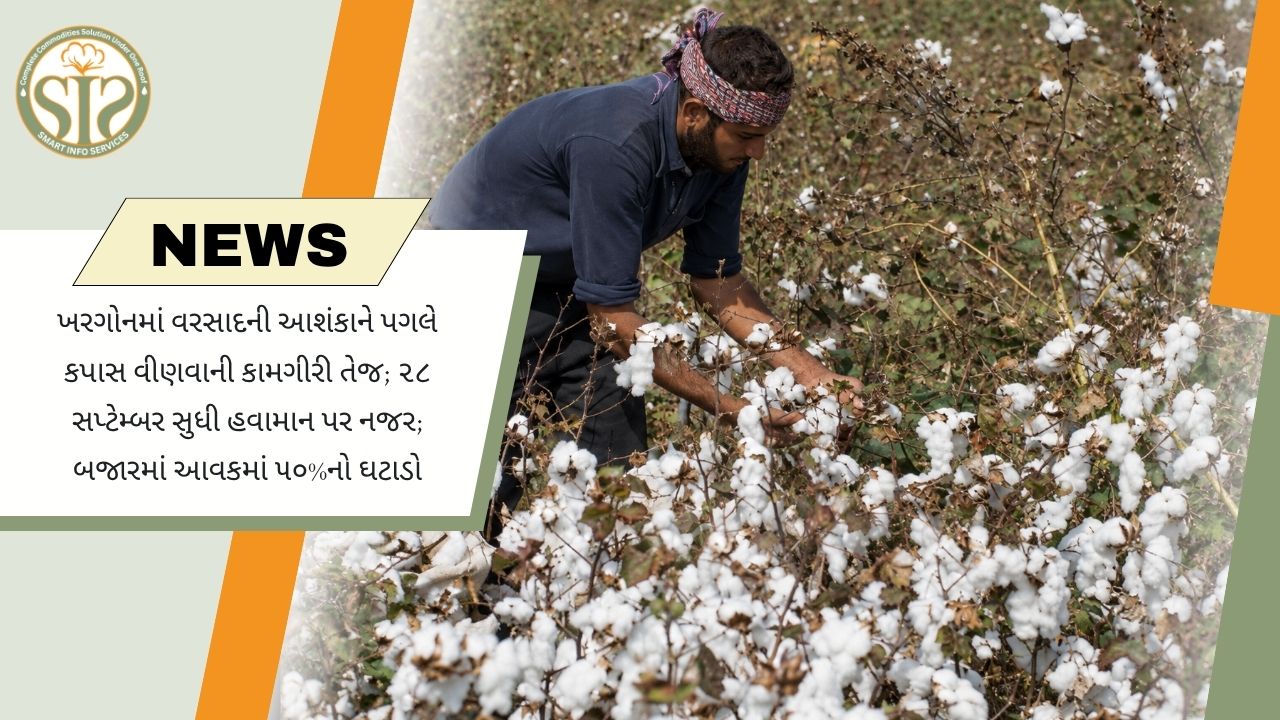 વરસાદની આશંકા વચ્ચે ખરગોનમાં કપાસની વીણી તેજ, બજાર આવક 50% ઘટી