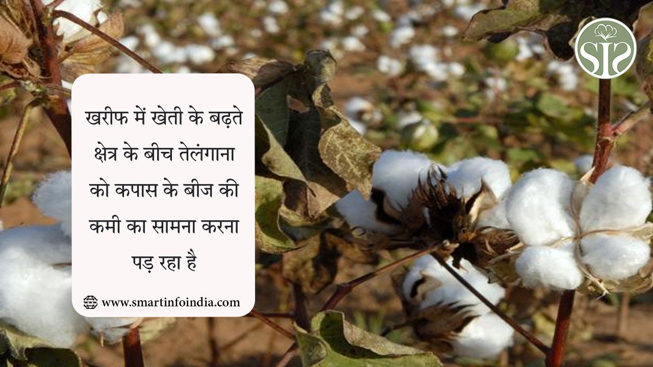 खरीफ में खेती के बढ़ते क्षेत्र के बीच तेलंगाना को कपास के बीज की कमी का सामना करना पड़ रहा है