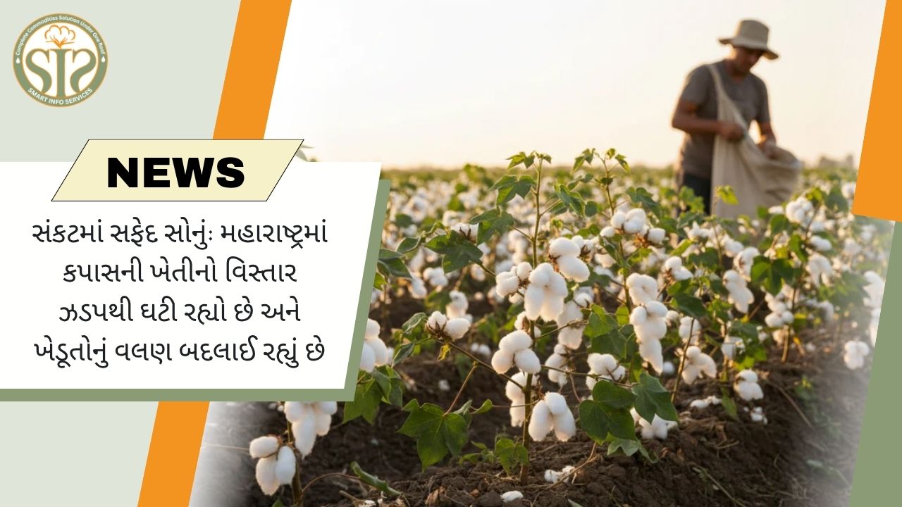 "મહારાષ્ટ્રમાં કપાસનું સંકટ: ઘટી રહ્યું છે વાવેતર અને ખેડૂતોનું વલણ બદલાઈ રહ્યું છે"