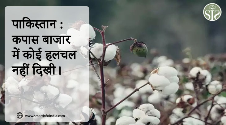 पाकिस्तान : कपास बाजार में कोई हलचल नहीं दिखी।