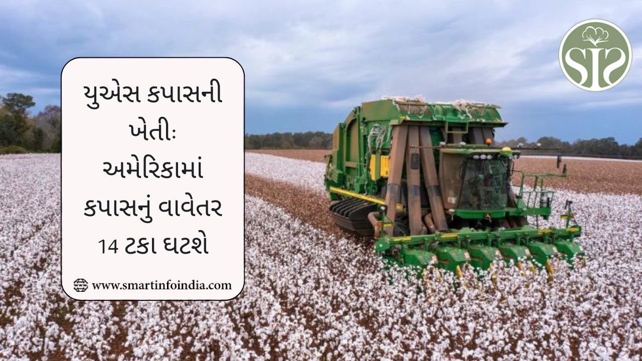યુએસ કપાસની ખેતી: અમેરિકામાં કપાસનું વાવેતર 14 ટકા ઘટશે