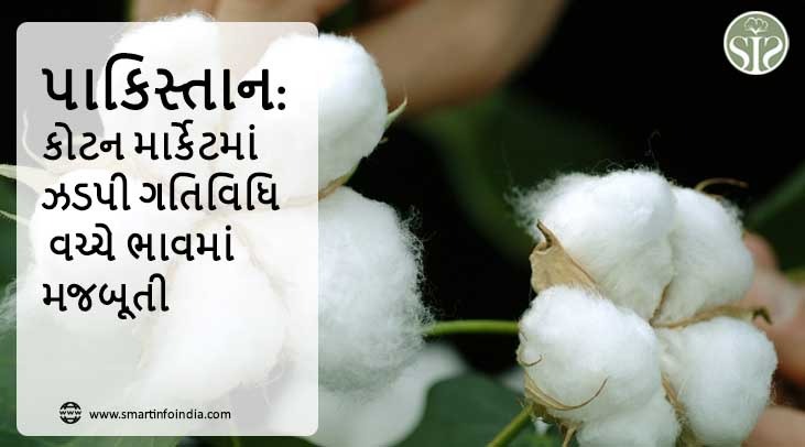 પાકિસ્તાન: કોટન માર્કેટમાં ઝડપી ગતિવિધિ વચ્ચે ભાવમાં મજબૂતી