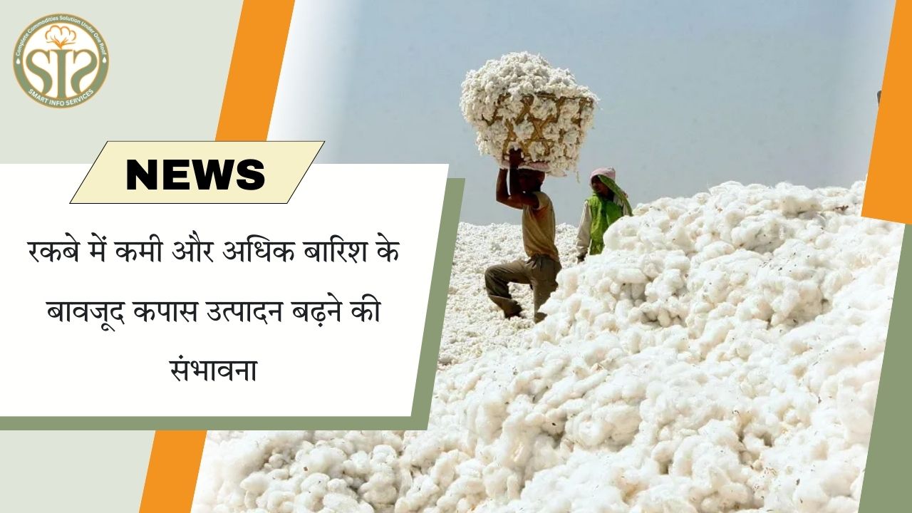 कम रकबा, ज्यादा बारिश के बावजूद कपास उत्पादन बढ़ेगा