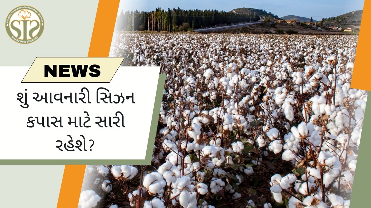 આગામી કપાસ સિઝન માટે સકારાત્મક સંકેતો