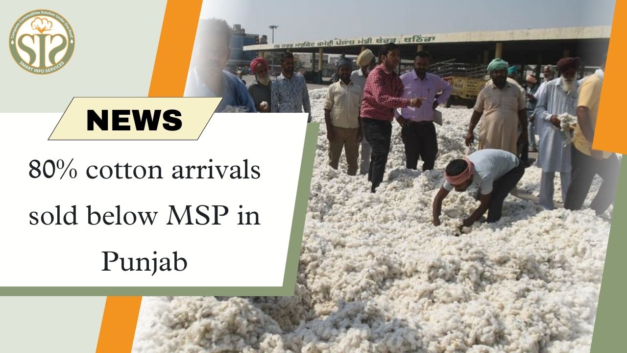 80% of cotton in Punjab sold below MSP