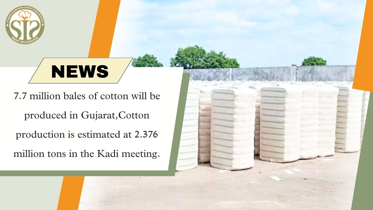 Cotton production in Gujarat is estimated at 23.76 lakh tonnes, with 77 lakh bales of cotton.