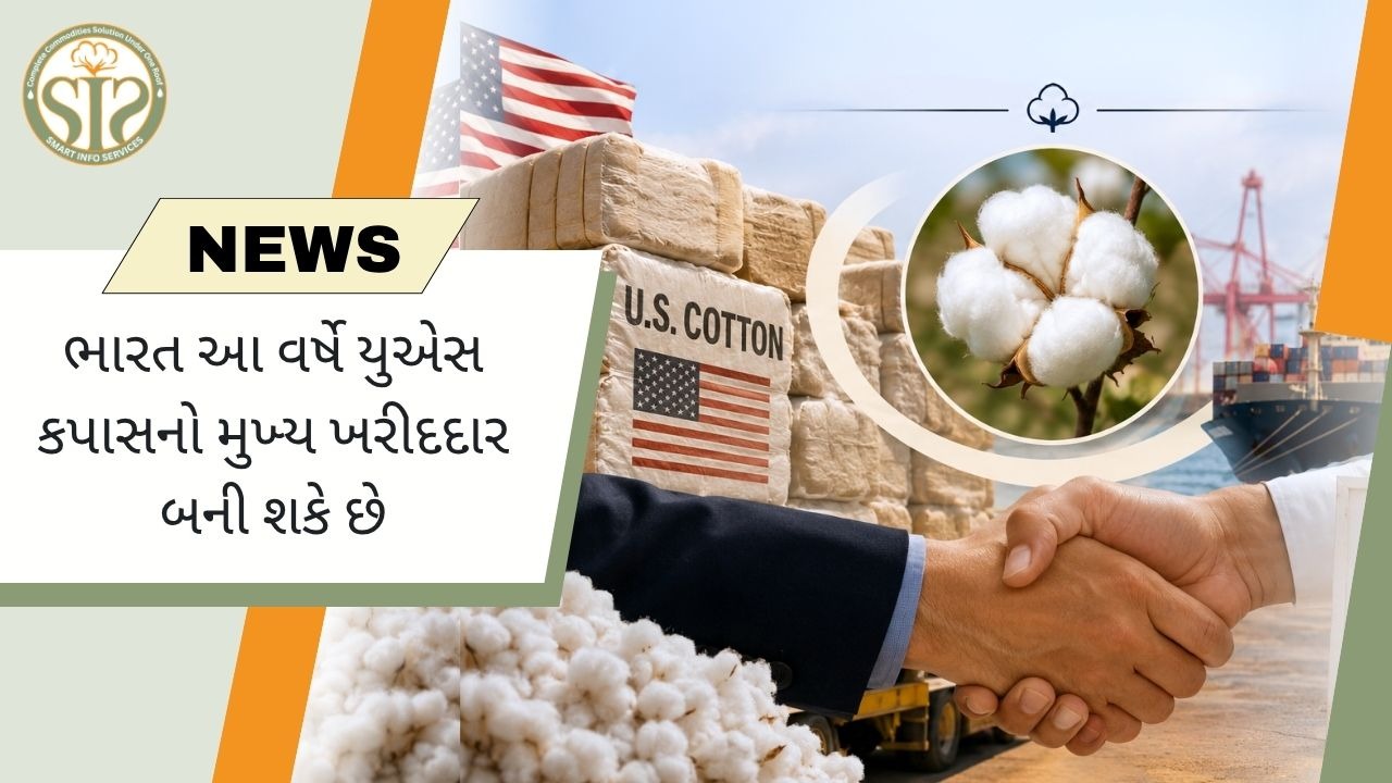 2026માં ભારત અમેરિકન કપાસનો મોટો ખરીદદાર બની શકે છે: USDA