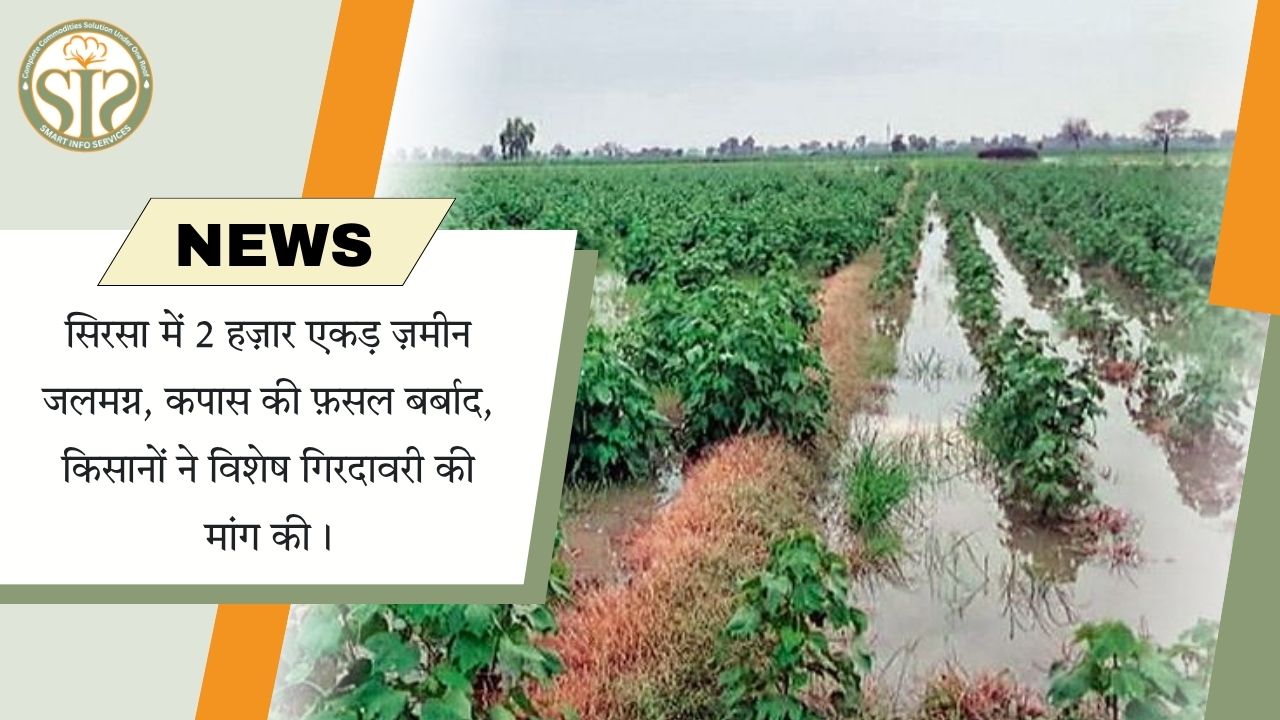 सिरसा में ज़मीन जलमग्न, कपास की फसल बर्बाद