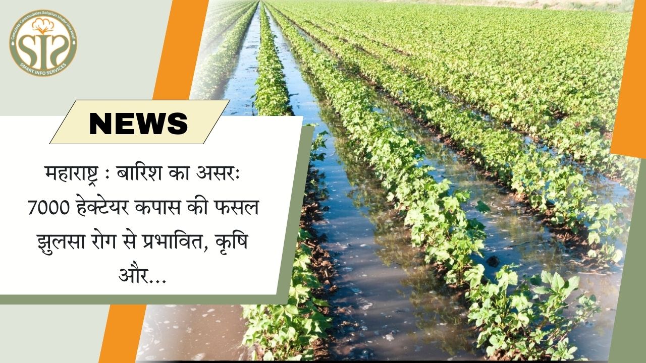 महाराष्ट्र: बारिश से 7000 हेक्टेयर कपास फसल झुलसा रोग से प्रभावित