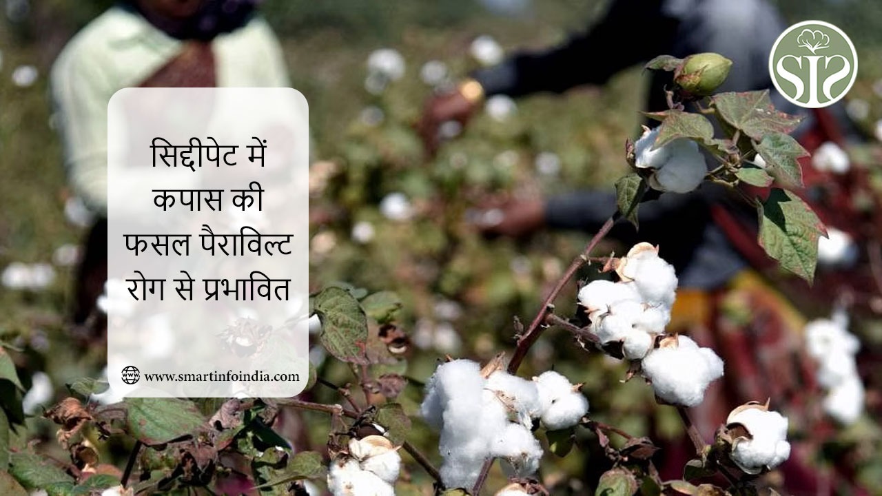 सिद्दीपेट में कपास की फसल पैराविल्ट रोग से प्रभावित