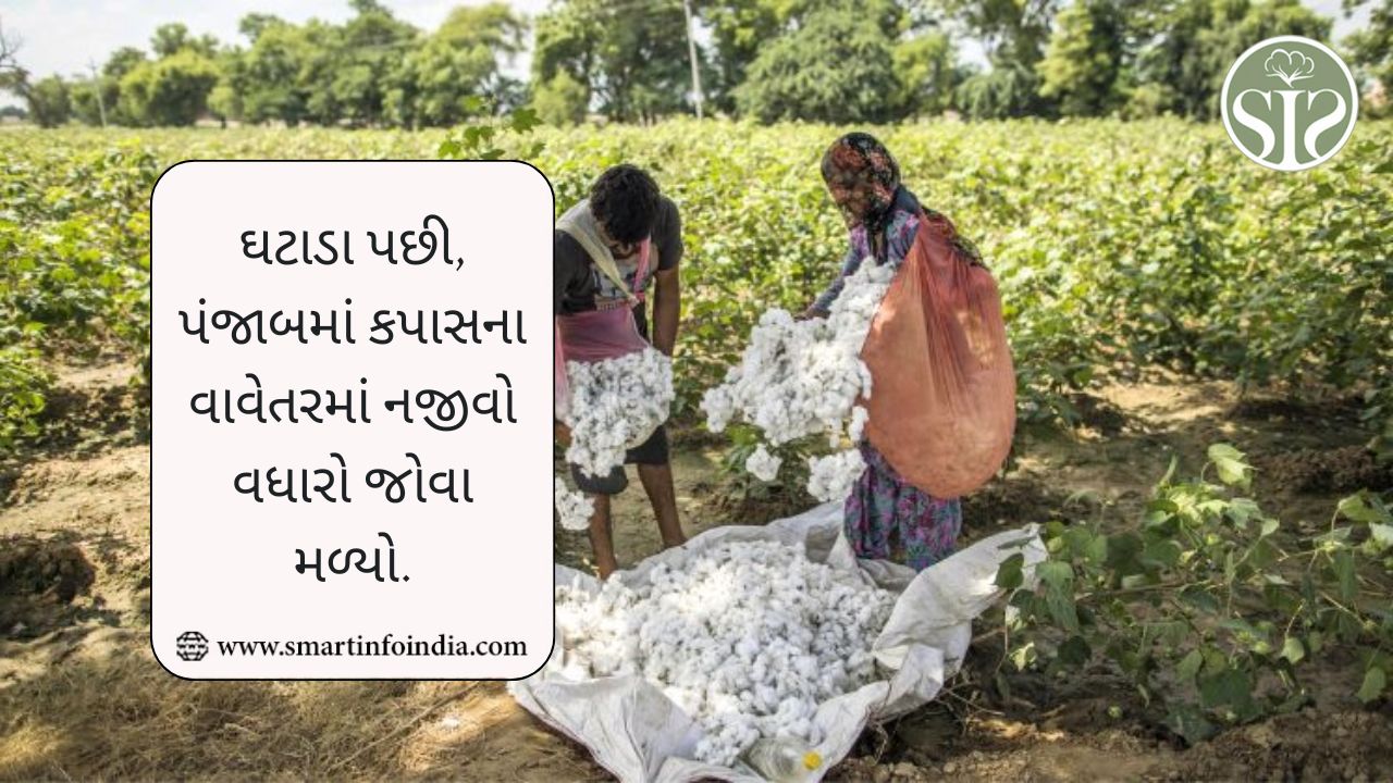 પંજાબમાં કપાસના વાવેતરમાં સામાન્ય સુધારો જોવા મળી રહ્યો છે