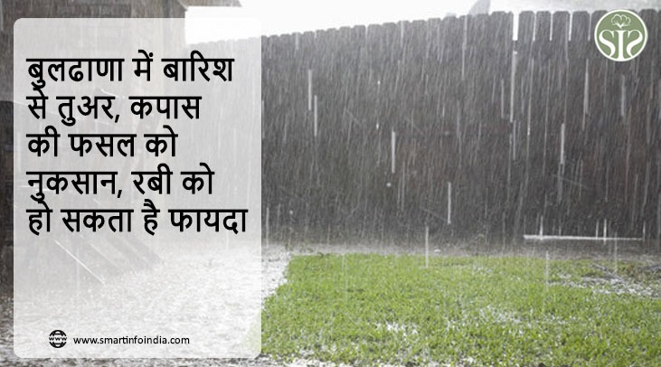 बुलढाणा में बारिश से तुअर, कपास की फसल को नुकसान, रबी को हो सकता है फायदा