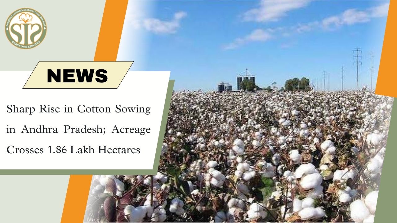 Andhra Cotton Sowing Surges 158%
