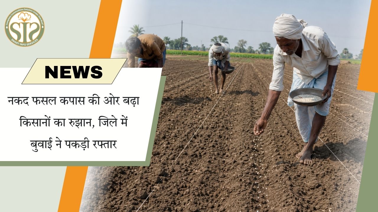 ब्यावर में कपास की खेती की ओर बढ़ा किसानों का रुझान, बुवाई में तेजी