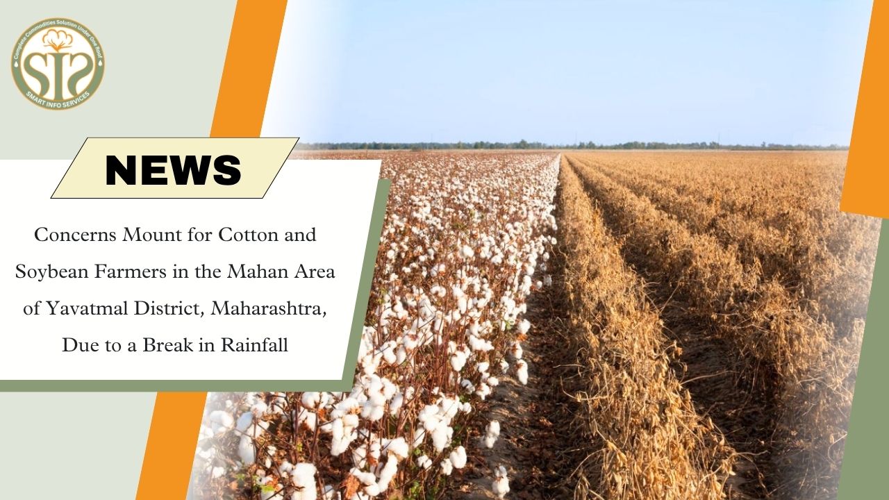 Rainfall Deficit Worries Cotton and Soybean Farmers in Yavatmal