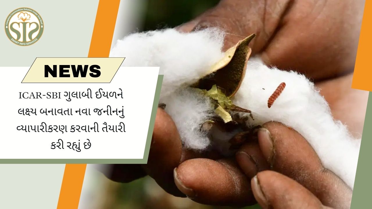 ICAR-SBI 2030 સુધી પિંક બોલવર્મ સામે અસરકારક નવા જિનવાળા કપાસના બીજ લાવશે