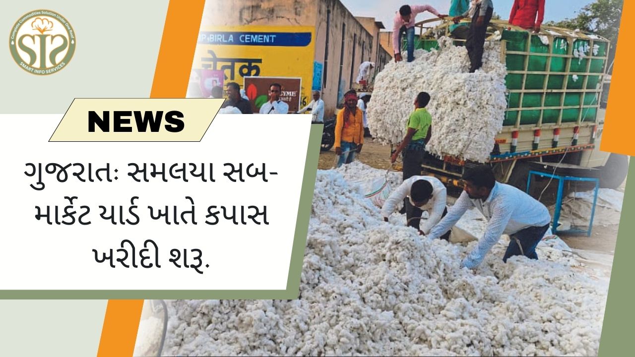 રાજકોટ માર્કેટ યાર્ડમાં કપાસના ભાવમાં સુધારો થયો.