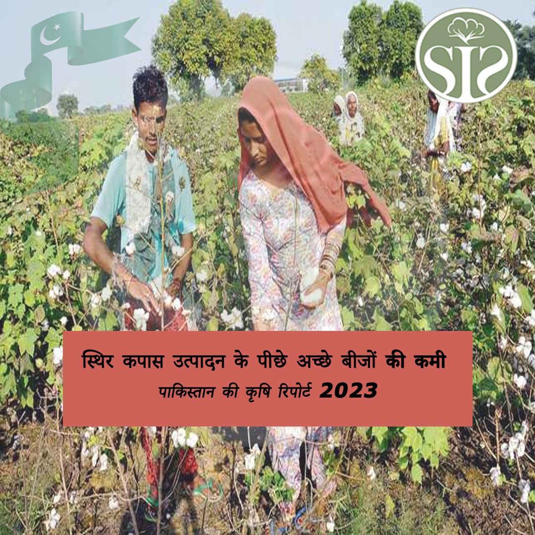 Lack of quality seeds behind stagnant cotton production