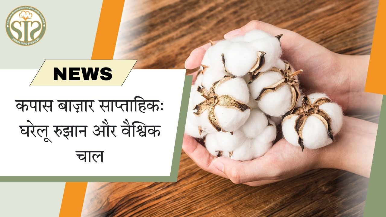 कपास बाज़ार अपडेट: घरेलू और वैश्विक रुझान
