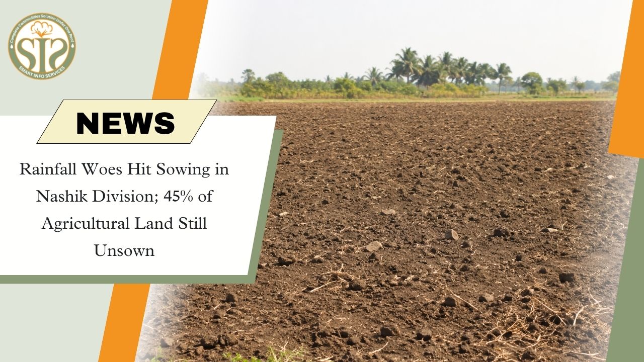 Rainfall Woes Delay Kharif Sowing in Nashik; 45% of Farmland Still Unsown