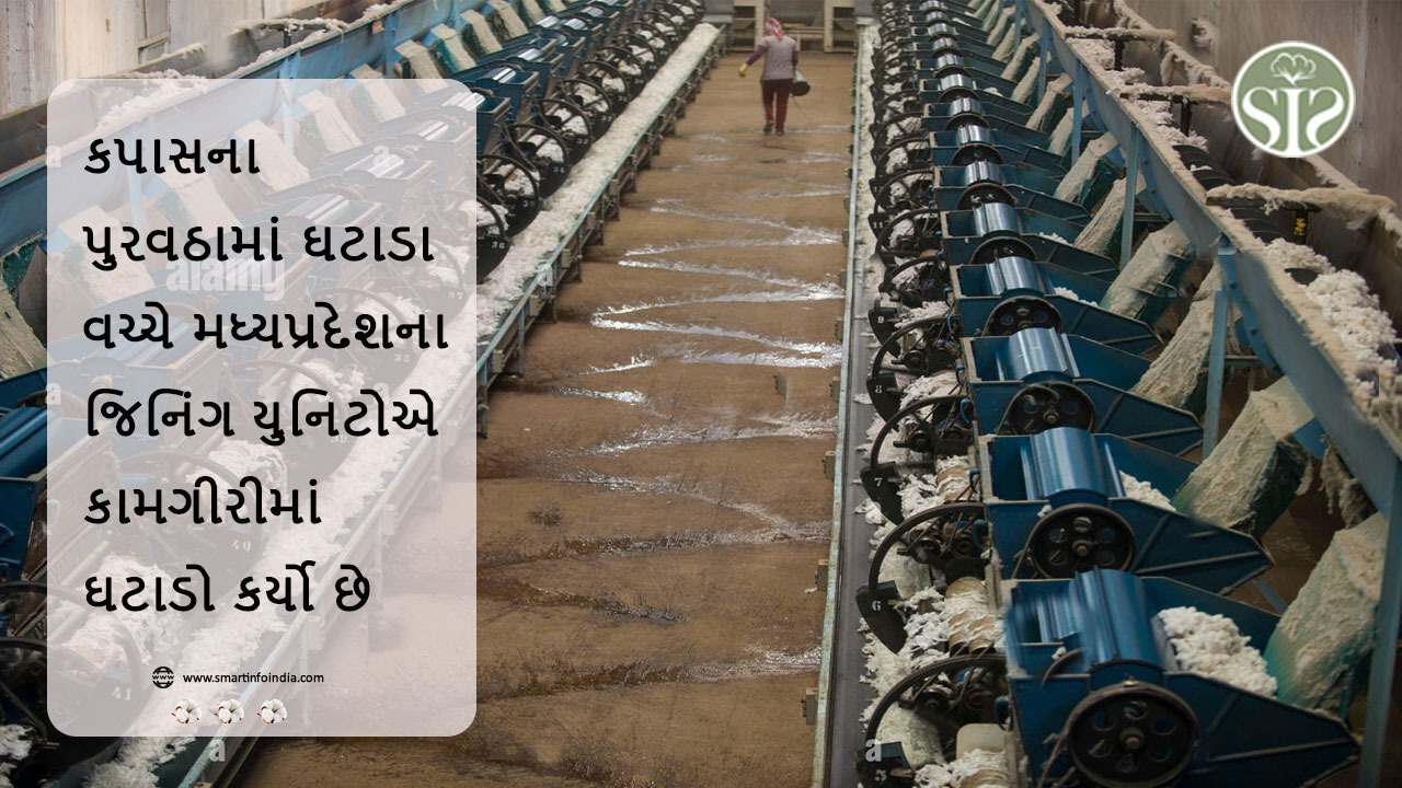 કપાસની આપૂર્તિ ઘટતાં મધ્યપ્રદેશની જિનિંગ યુનિટોએ પરિચાલન ઘટાડ્યું