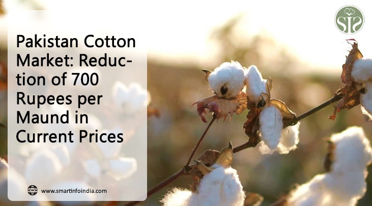 Pakistan Cotton Market: Spot price drops by Rs 700 per maund