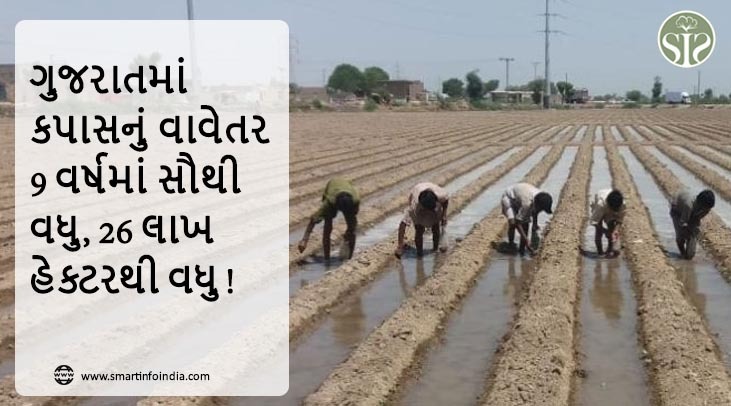 "ગુજરાતમાં કપાસનું વાવેતર 9 વર્ષમાં સૌથી વધુ, 26 લાખ હેક્ટરથી વધુ!"