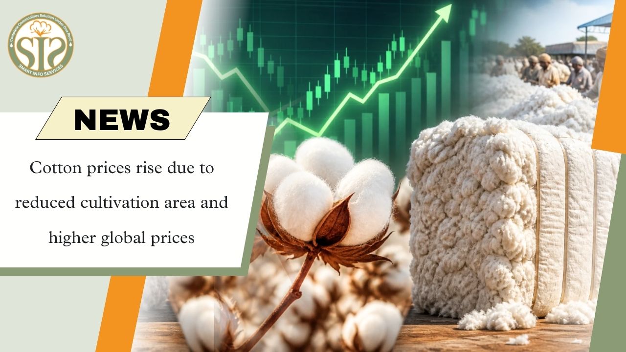 Cotton Prices Rise as Lower Sowing Area and Global Rates Support Market