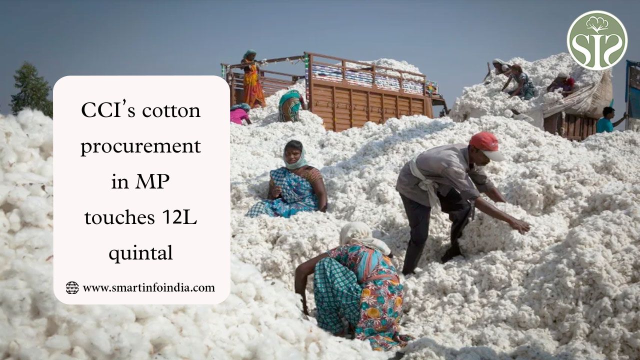 CCI’s cotton procurement in MP touches 12L quintal