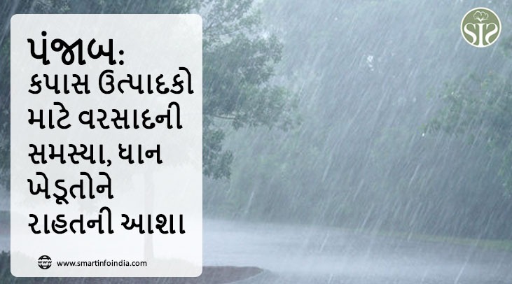 પંજાબ: કપાસ ઉત્પાદકો માટે વરસાદની સમસ્યા, ડાંગરના ખેડૂતોને રાહતની આશા