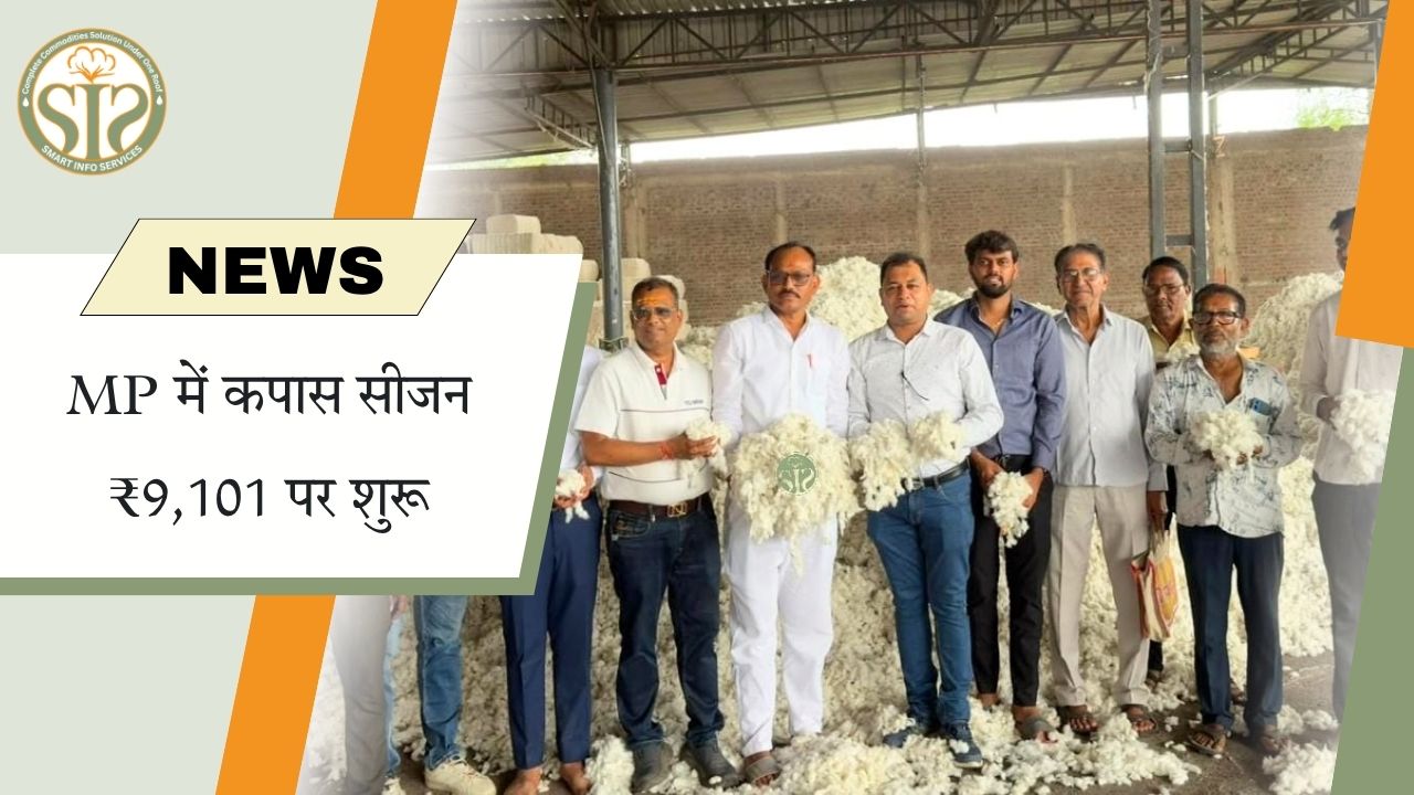 MP में कपास सीजन ₹9,101 पर शुरू