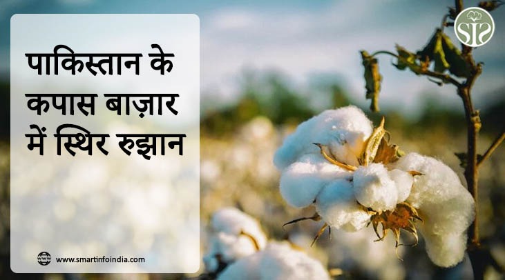 पाकिस्तान के कपास बाज़ार में स्थिर रुझान