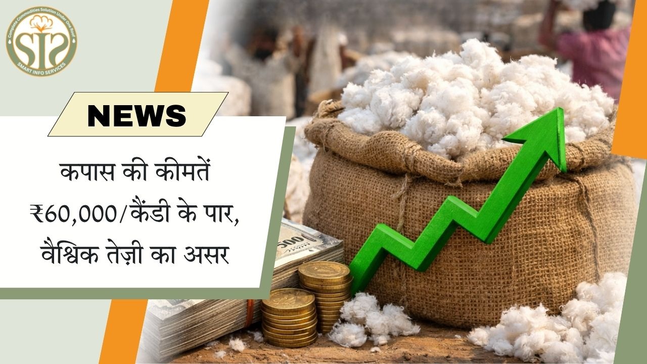 वैश्विक तेज़ी के चलते कपास की कीमतें ₹60,000 प्रति कैंडी के पार