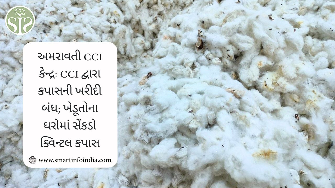 અમરાવતી સીસીઆઈ સેન્ટર: સીસીઆઈ દ્વારા કપાસની પ્રાપ્તિ બંધ; ખેડૂતોના ઘરોમાં સેંકડો ક્વિન્ટલ કપાસ