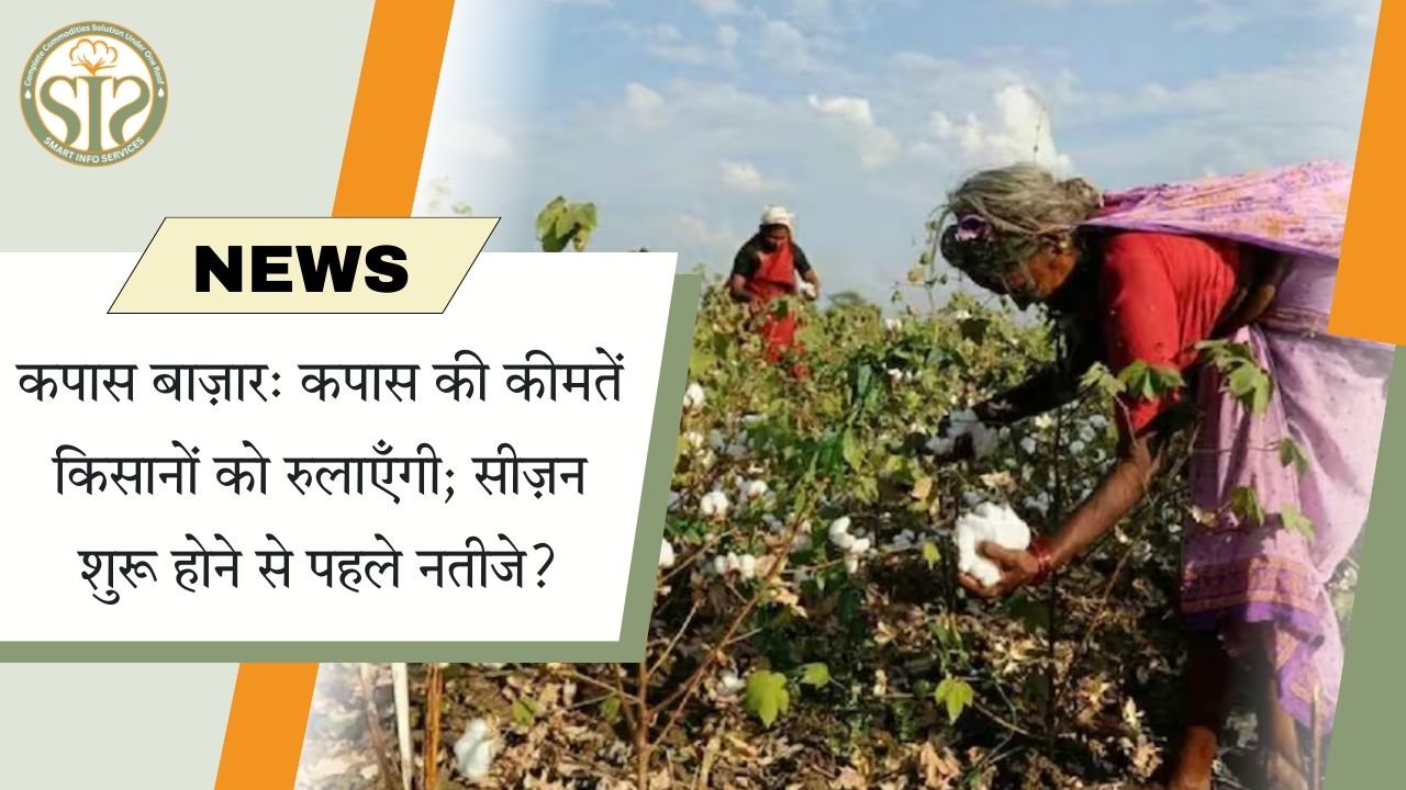 कपास की कीमतें गिरीं: किसानों की मुश्किलें बढ़ीं