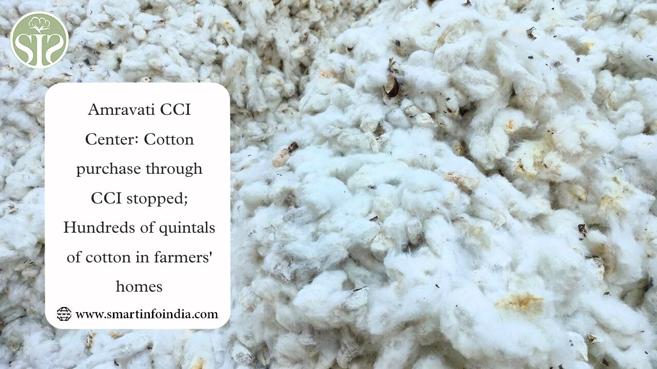 Amravati CCI Center: Cotton purchase through CCI stopped; Hundreds of quintals of cotton in farmers' homes