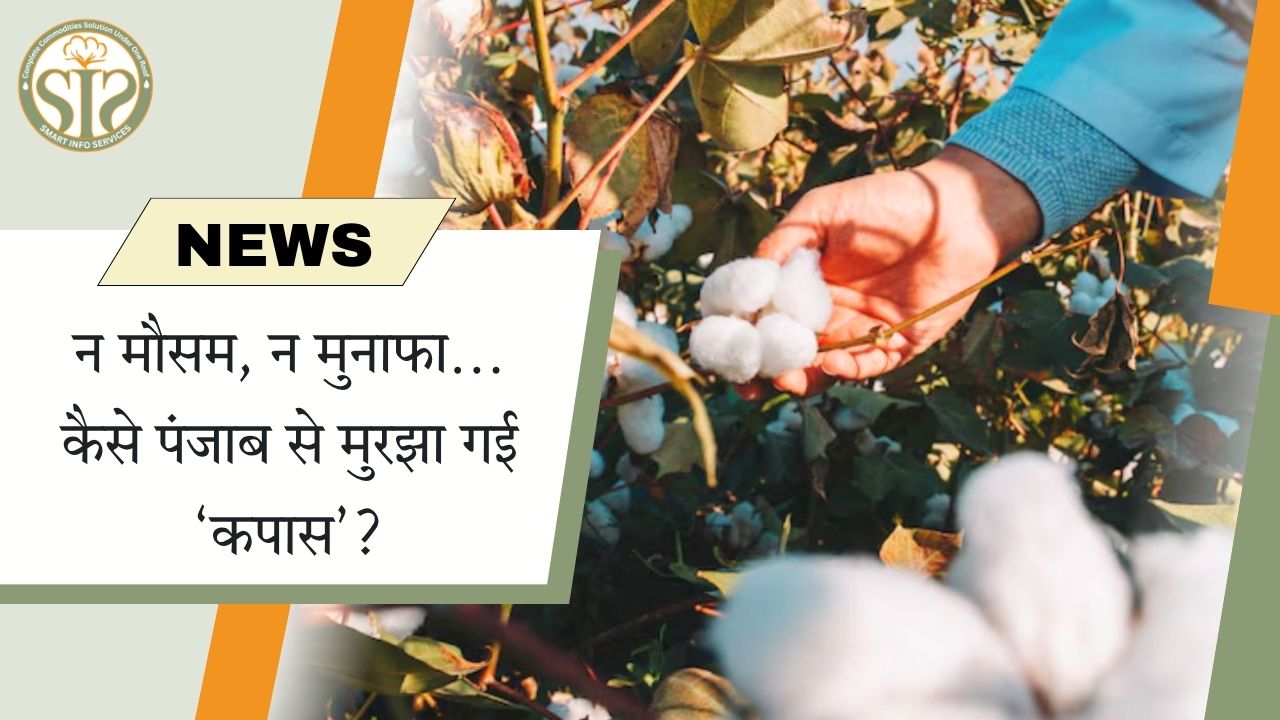 न मौसम, न मुनाफा… कैसे पंजाब से मुरझा गई ‘कपास’?
