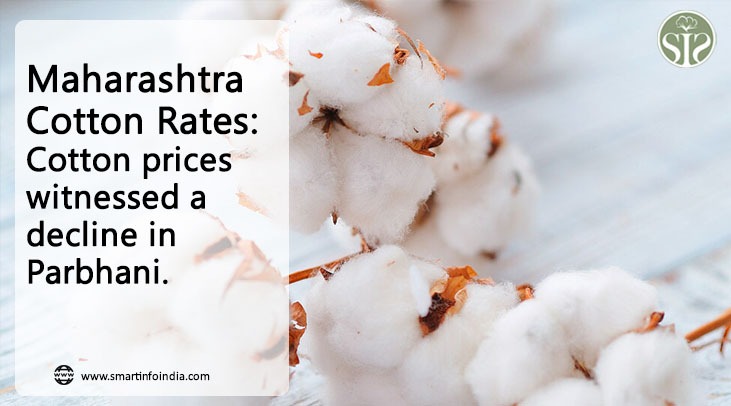 Maharashtra Cotton Rate: Cotton prices fall marginally in Parbhani