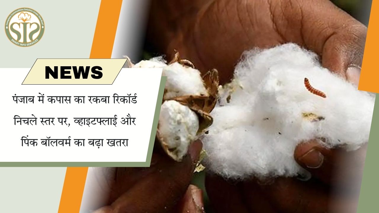 पंजाब में कपास का रकबा रिकॉर्ड निचले स्तर पर, व्हाइटफ्लाई और पिंक बॉलवर्म का खतरा बढ़ा