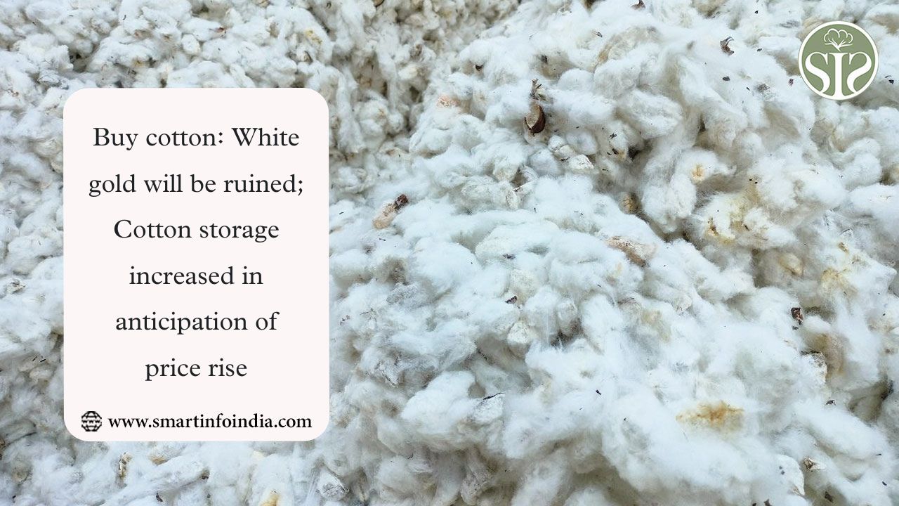 Buy cotton: White gold will be ruined; Cotton storage increased in anticipation of price rise*