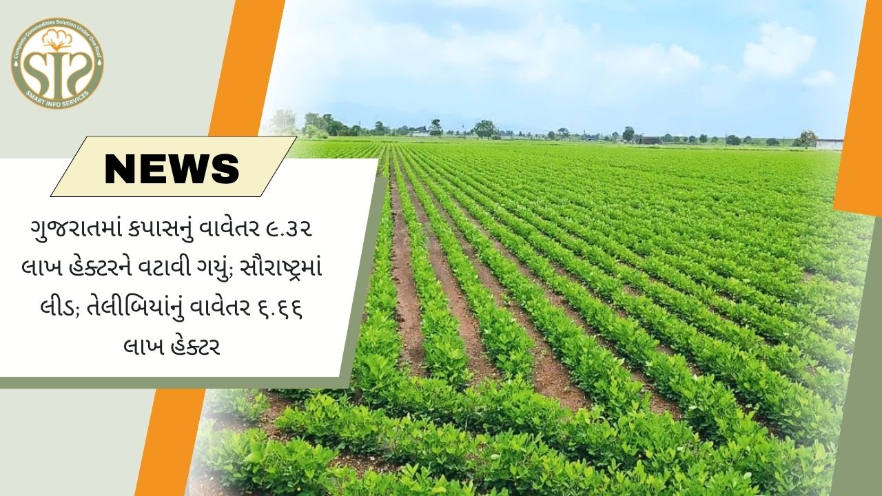 ગુજરાતમાં કપાસનું વાવેતર 9.32 લાખ હેક્ટર પાર, સૌરાષ્ટ્ર સૌથી આગળ
