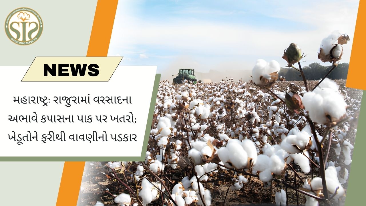 મહારાષ્ટ્ર: રાજુરામાં વરસાદની અછતથી કપાસના પાકને નુકસાન, ખેડૂતો સામે ફરી વાવણીનું સંકટ