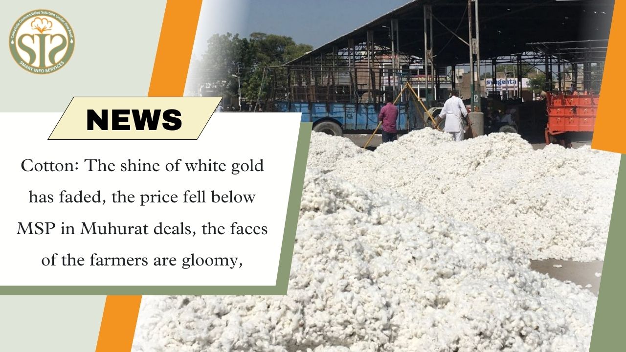 Cotton prices fade: Prices below MSP, farmers disappointed