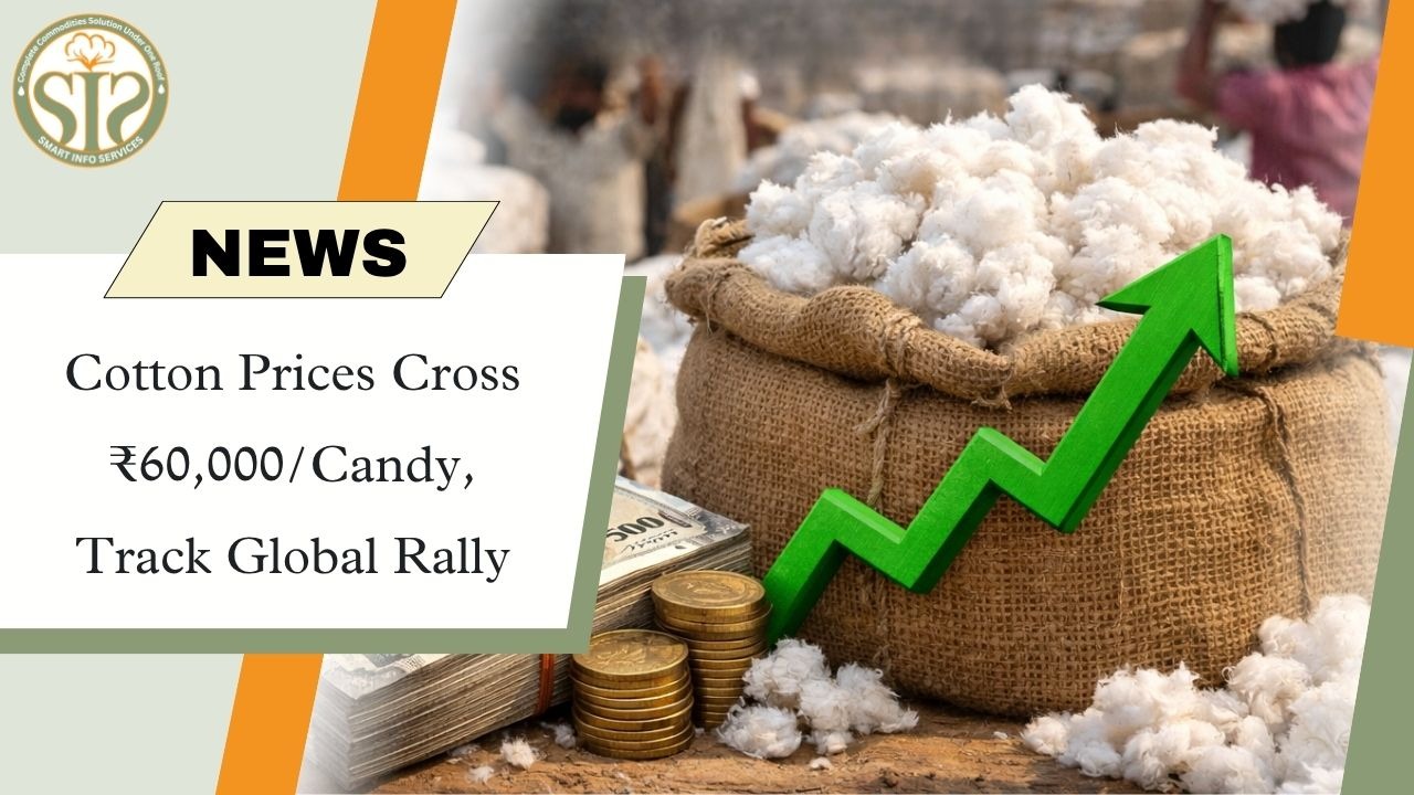Cotton Prices Cross ₹60,000/Candy on Global Rally