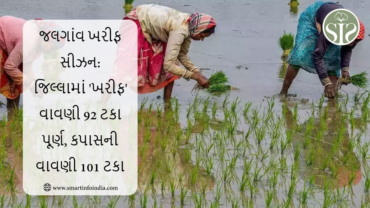 જલગાંવ ખરીફ સીઝન: જિલ્લામાં 'ખરીફ'ની 92 ટકા વાવણી પૂર્ણ, કપાસની વાવણી 101 ટકા