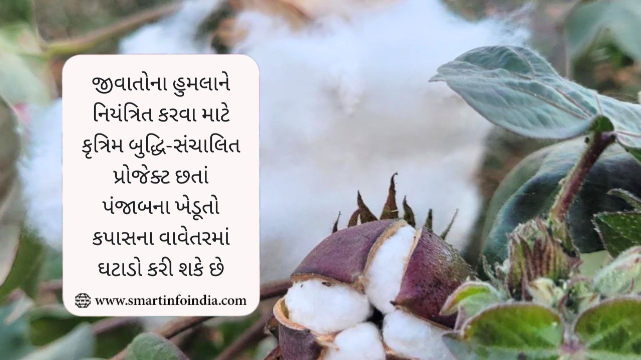 જીવાતોના હુમલાને નિયંત્રિત કરવા માટે કૃત્રિમ બુદ્ધિ-સંચાલિત પ્રોજેક્ટ છતાં પંજાબના ખેડૂતો કપાસના વાવેતરમાં ઘટાડો કરી શકે છે