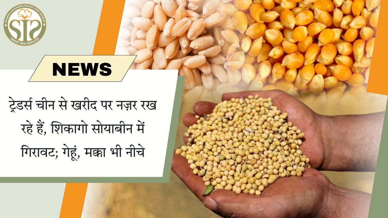 चीन खरीद पर नज़र, शिकागो सोयाबीन व गेहूं-मक्का कमजोर